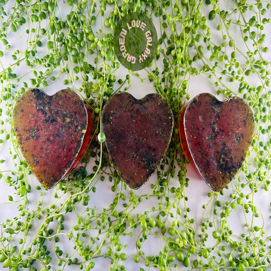 Turmeric Dhona (Soaps)